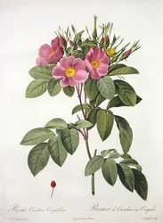 Rosa Carolina Corymbosa, gegraveerd door Langlois, uit 